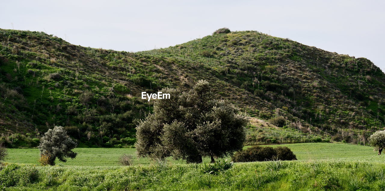 TREES ON FIELD AGAINST SKY