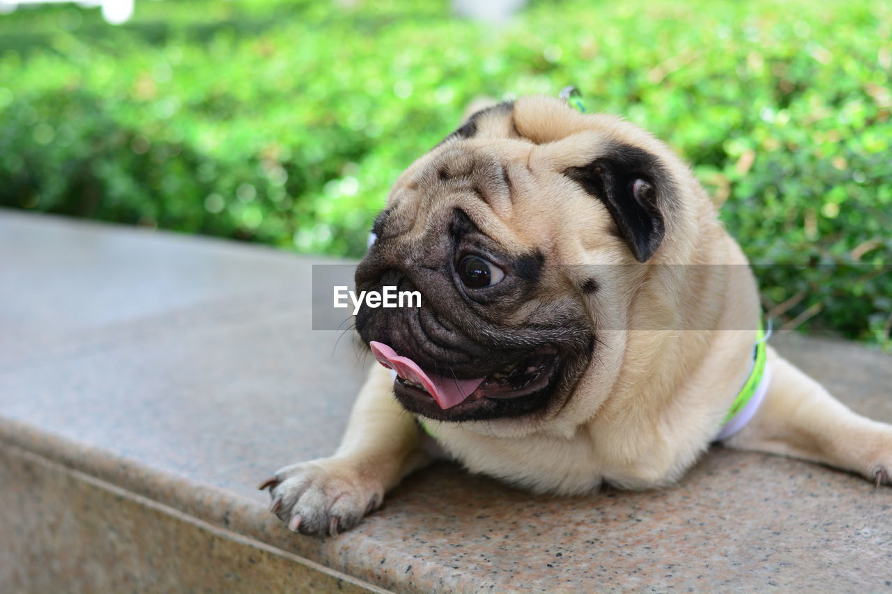 CLOSE-UP PORTRAIT OF DOG