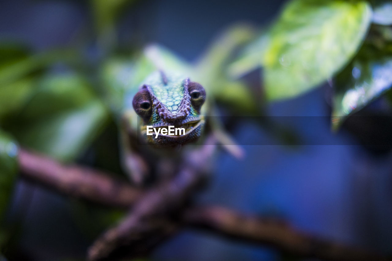 Close-up of chameleon on leaf