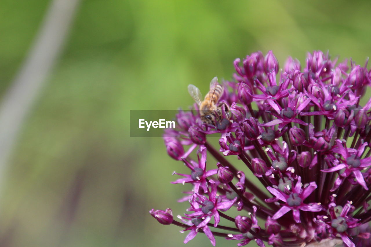 CLOSE-UP OF PURPLE FLOWER