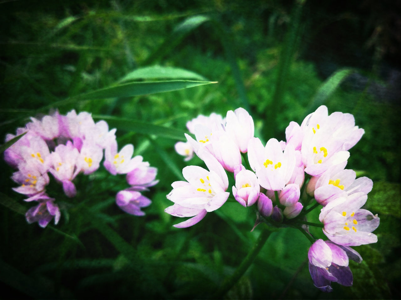 Purple flowers blooming in park