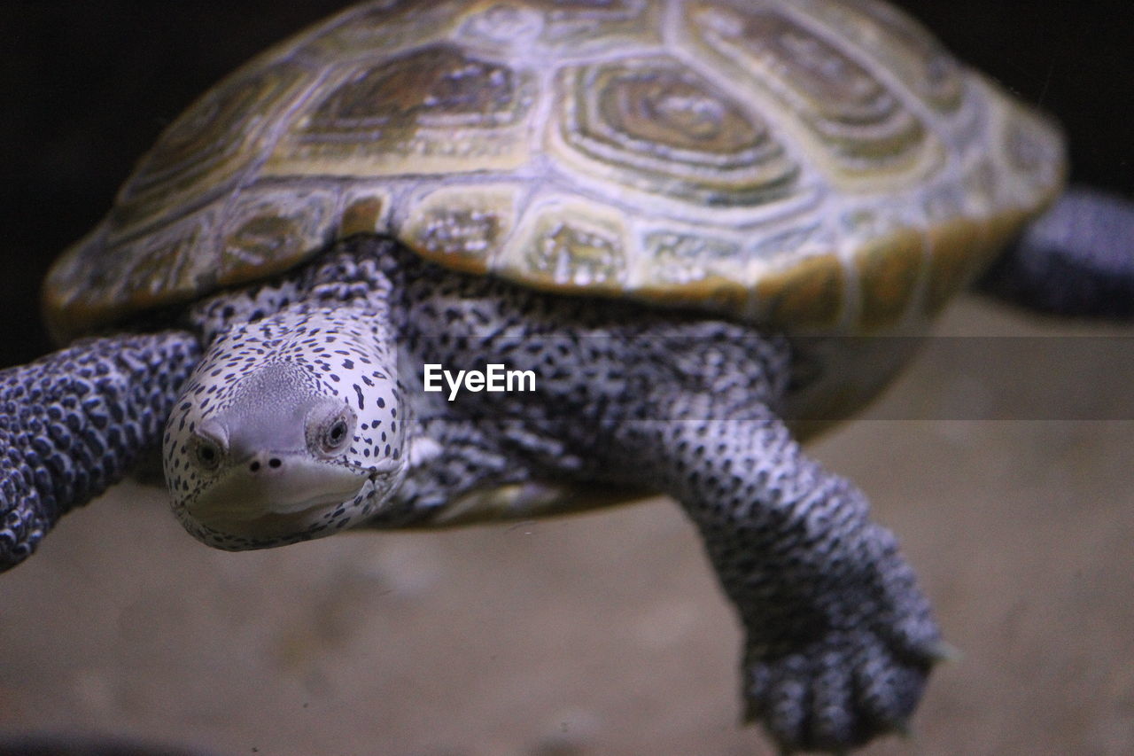 CLOSE-UP OF A TURTLE IN WATER