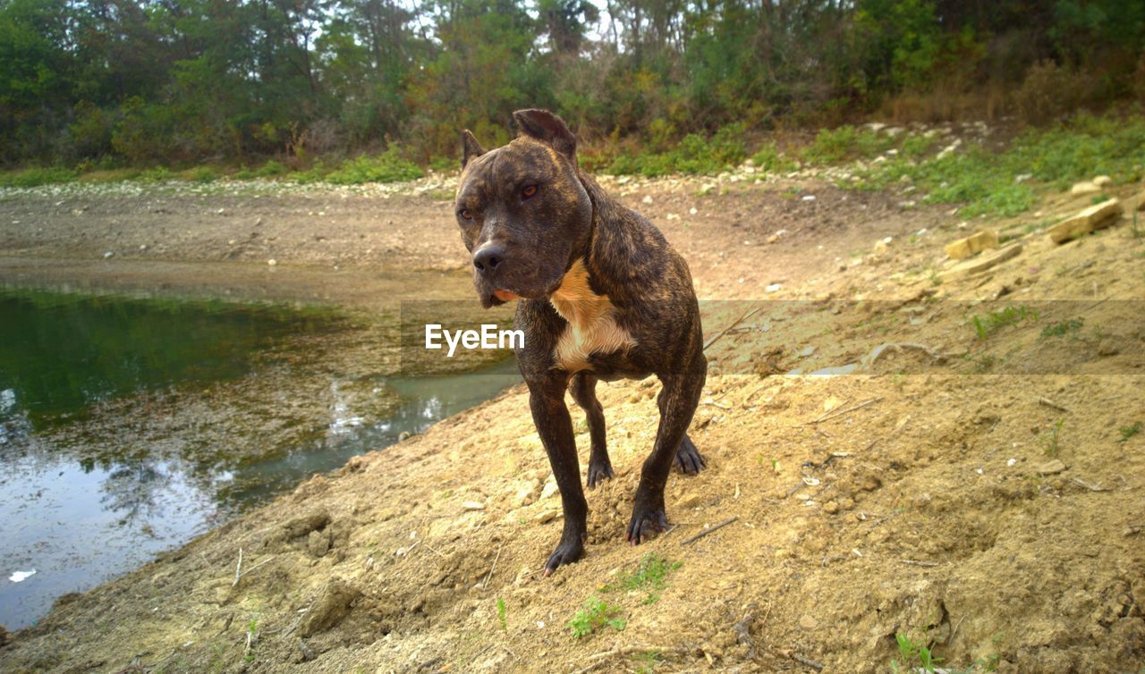 DOG ON WATER