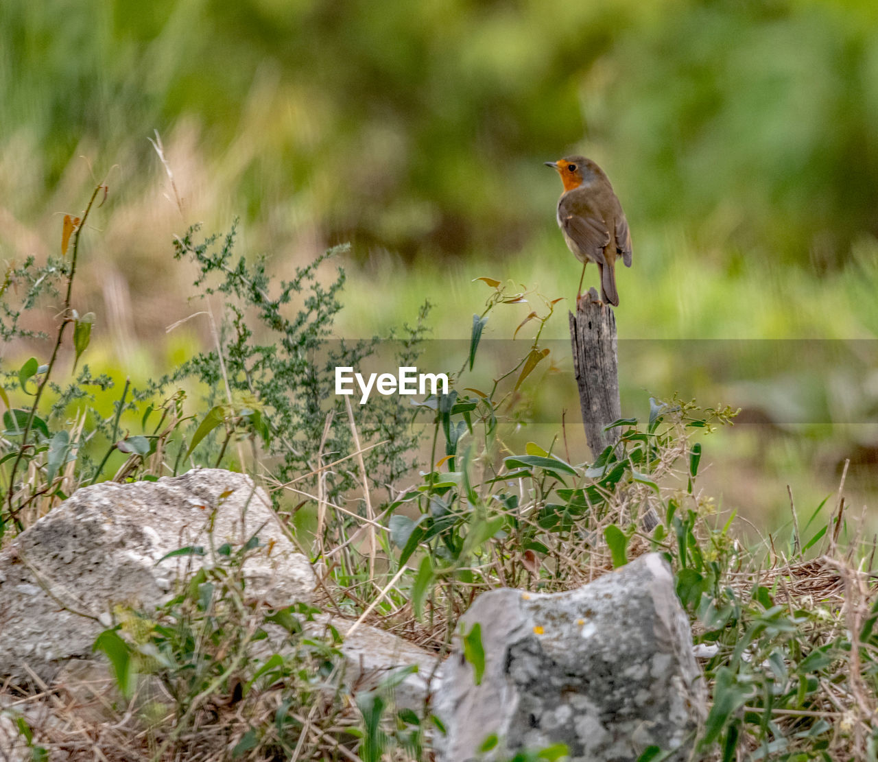 BIRD PERCHING ON A WOOD