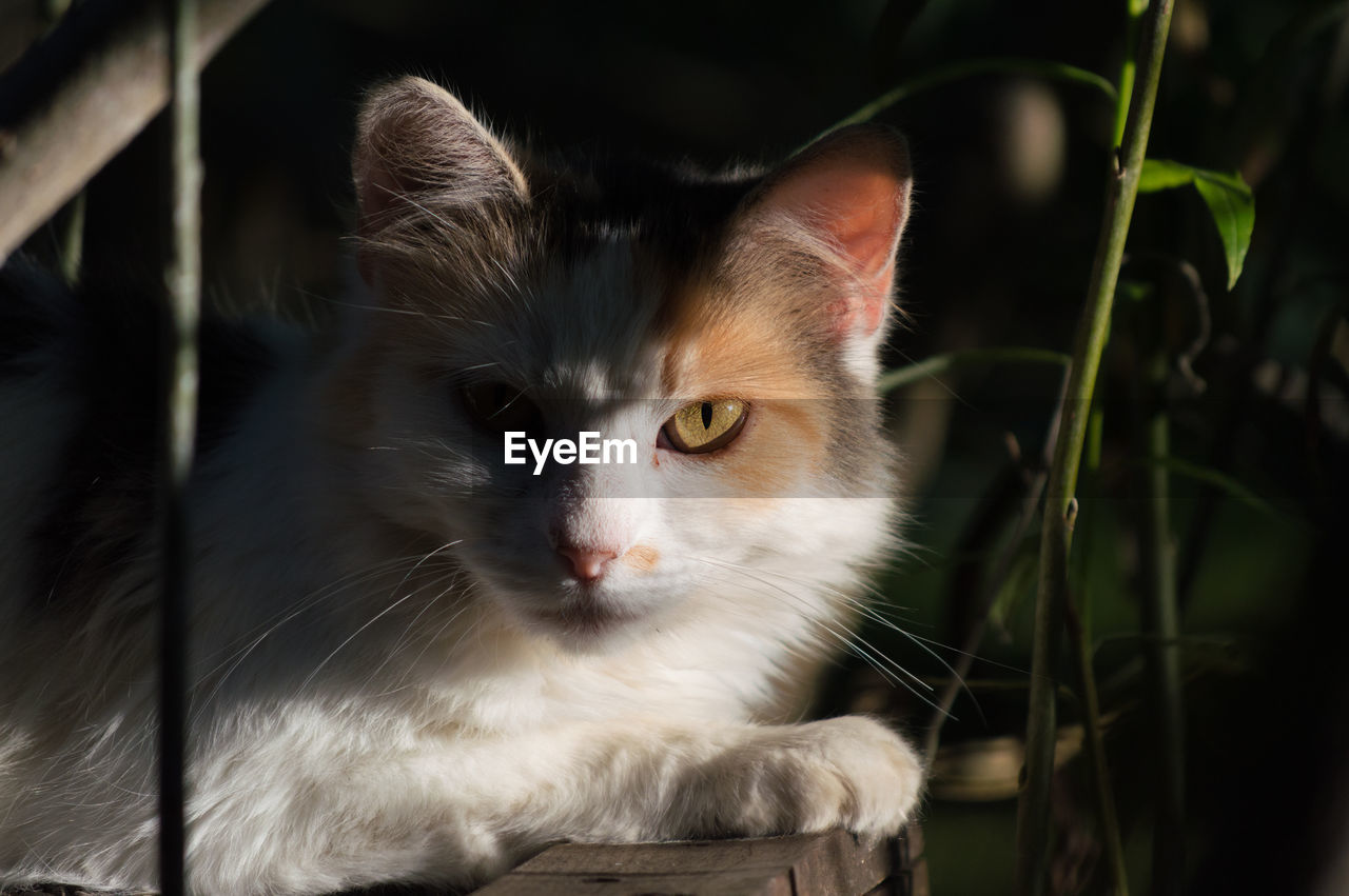 Close-up portrait of cat