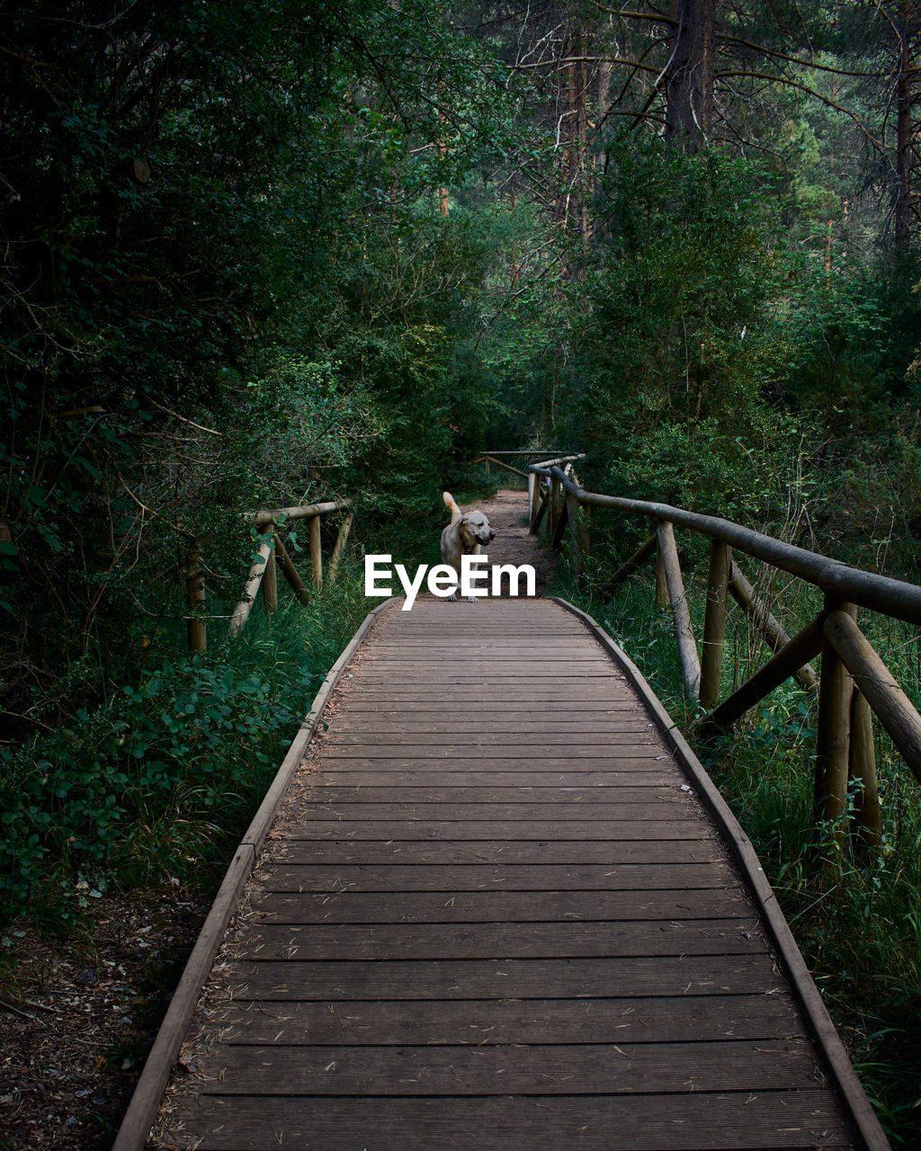 Labrador dog walks on a wooden path in a forest