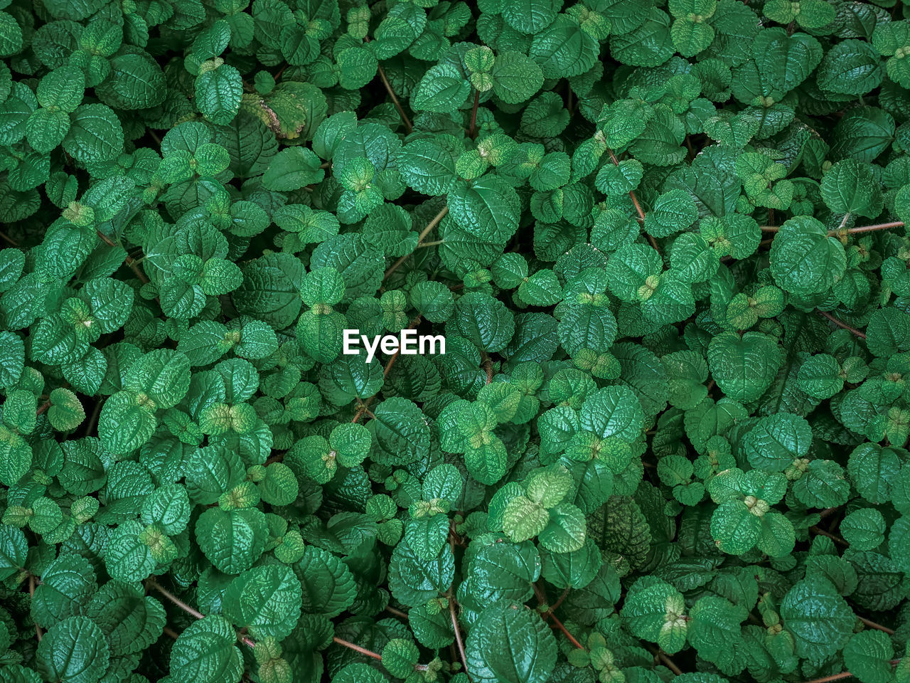 Full frame background of fresh green mint plants