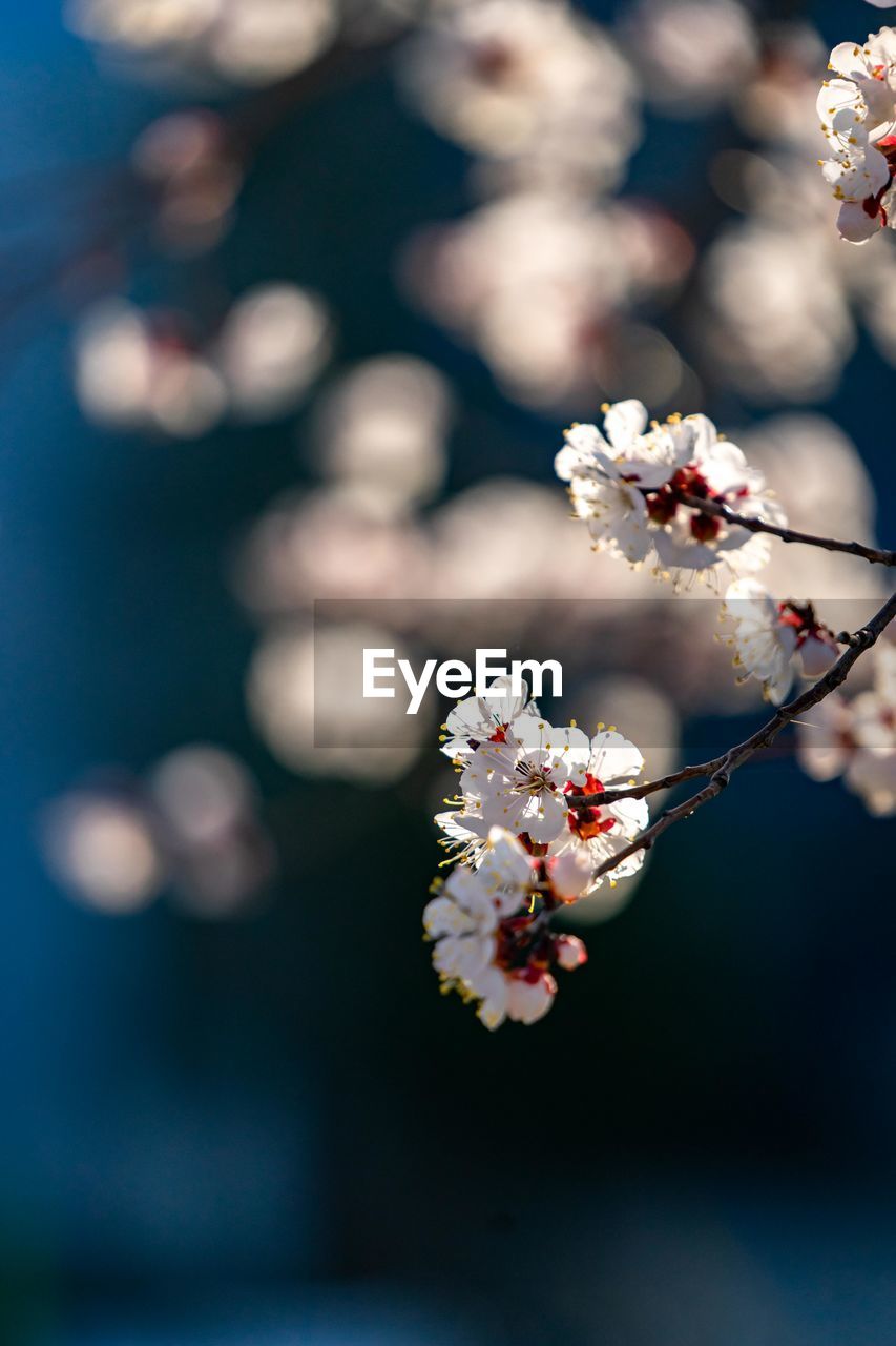 Close-up of white cherry blossom