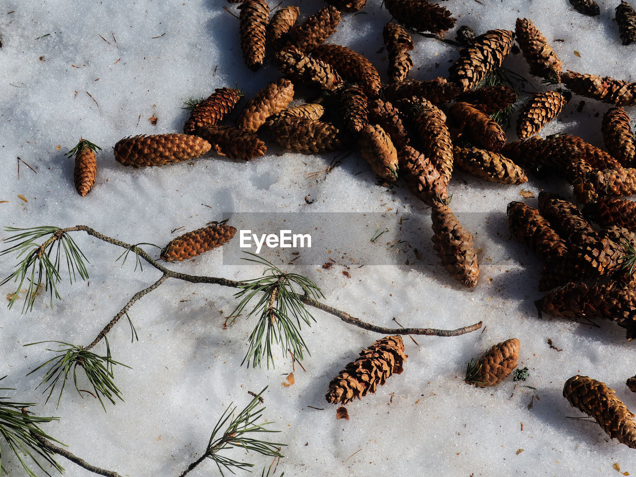 Some needles of a pine-tree