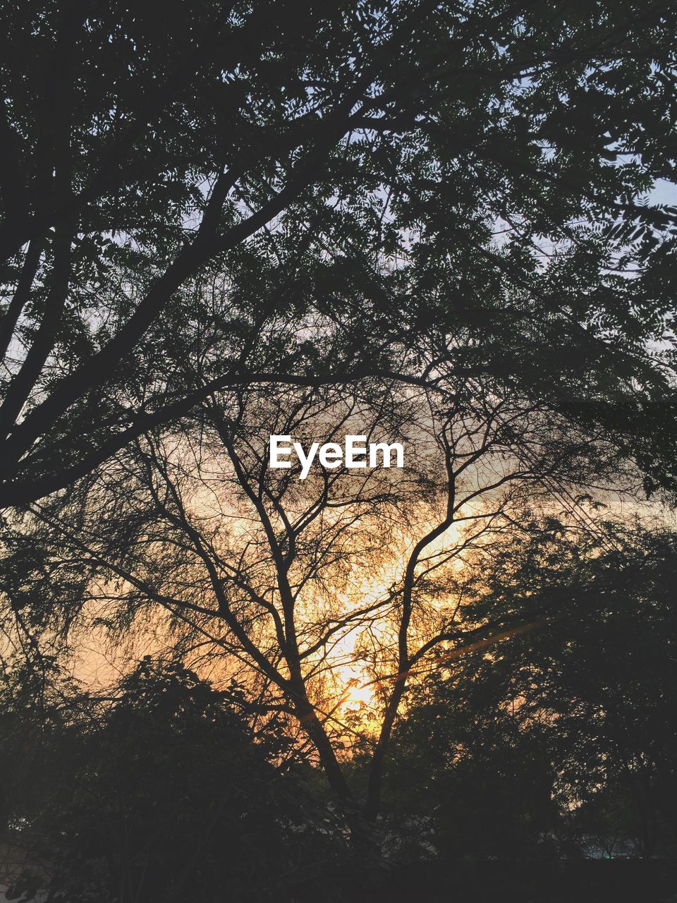 LOW ANGLE VIEW OF SILHOUETTE TREE AGAINST SKY