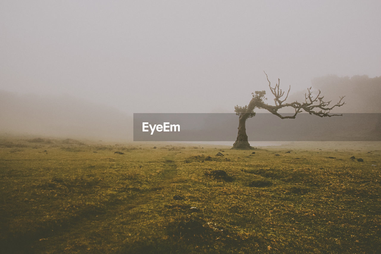 Tree on field against sky