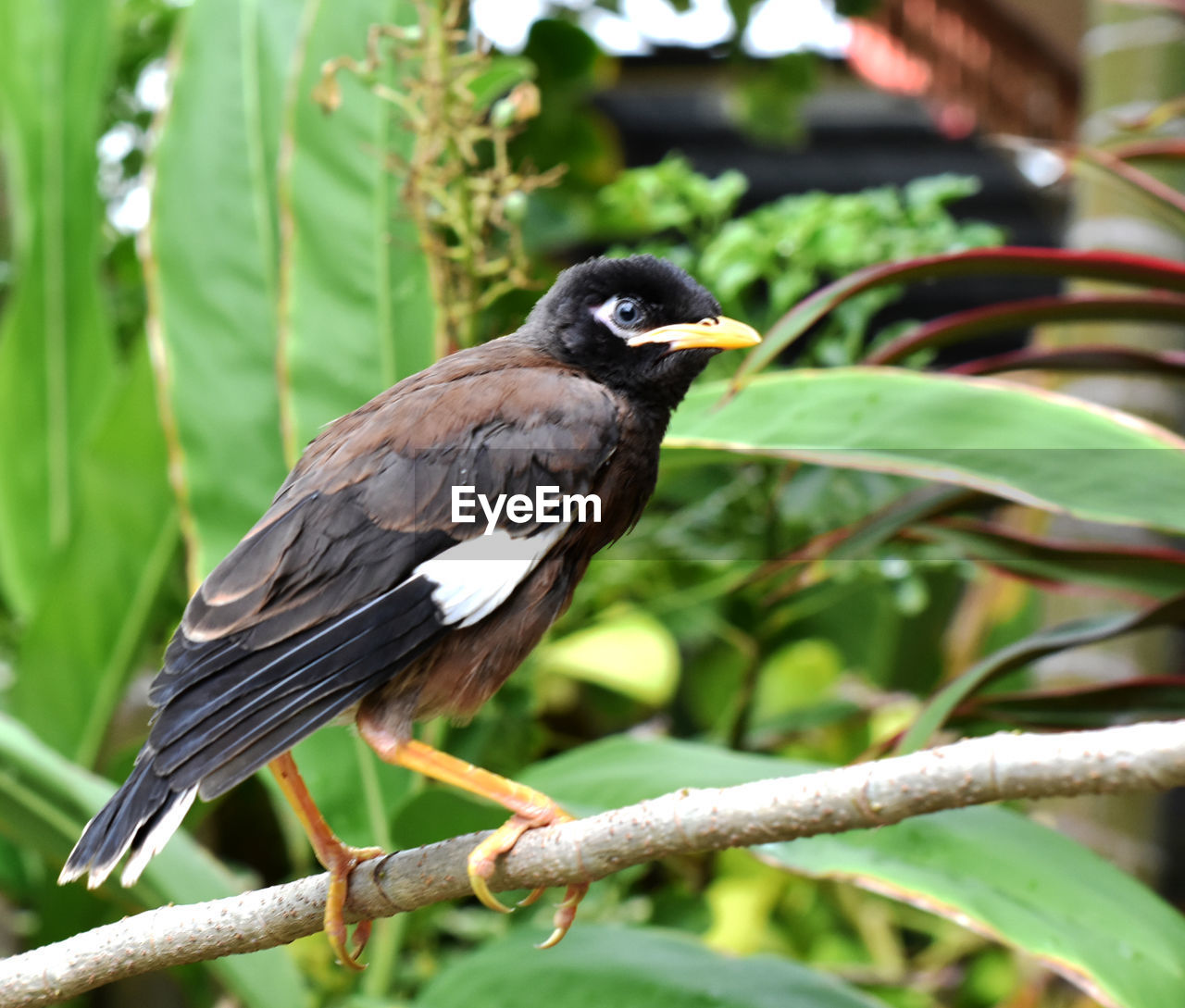 BIRD PERCHING ON A BRANCH