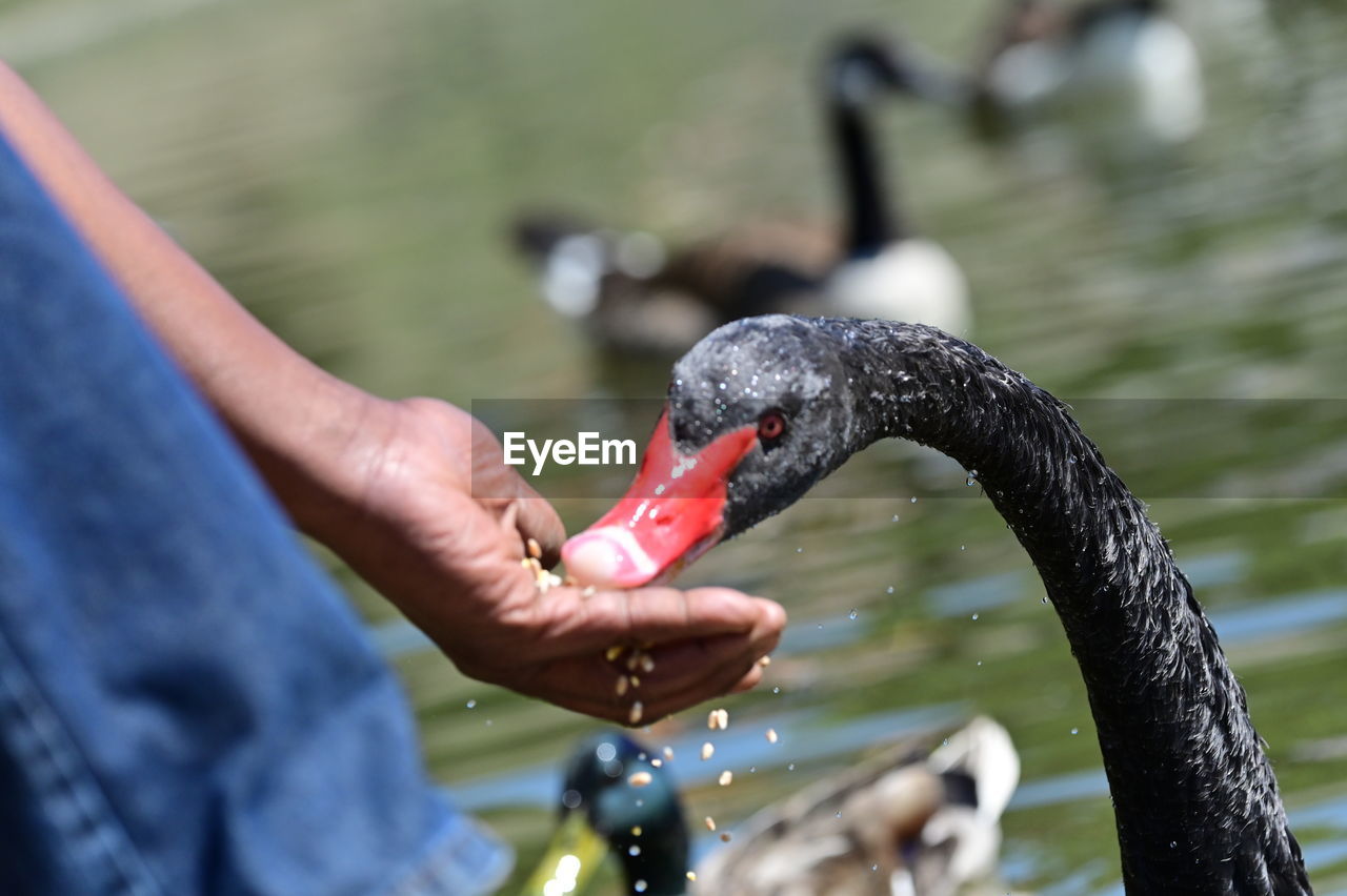 black swan, water, animal, animal themes, bird, swan, water bird, hand, animal wildlife, wildlife, ducks, geese and swans, one animal, nature, one person, day, lake, beak, adult, duck, outdoors, animal body part, focus on foreground, close-up, feeding, holding