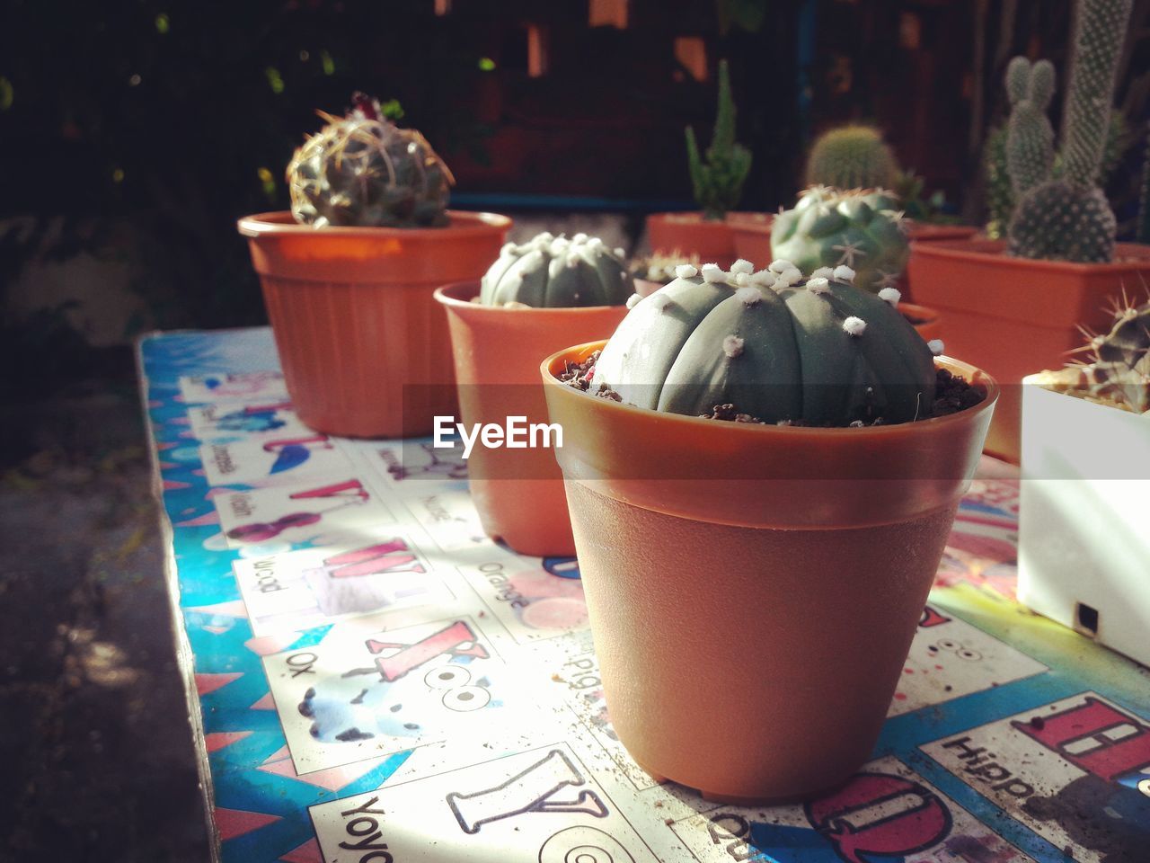 CLOSE-UP OF POTTED PLANT ON TABLE