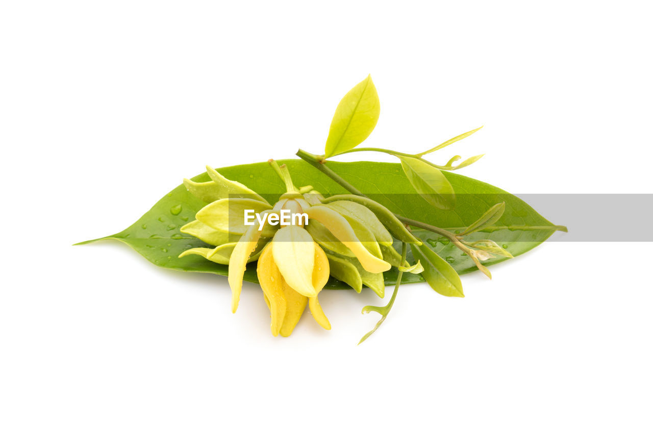 yellow, food and drink, food, leaf, plant part, freshness, white background, cut out, plant, flower, wellbeing, healthy eating, studio shot, green, nature, no people, branch, produce, indoors, herb, copy space, close-up, fruit, vegetable, ingredient, flowering plant