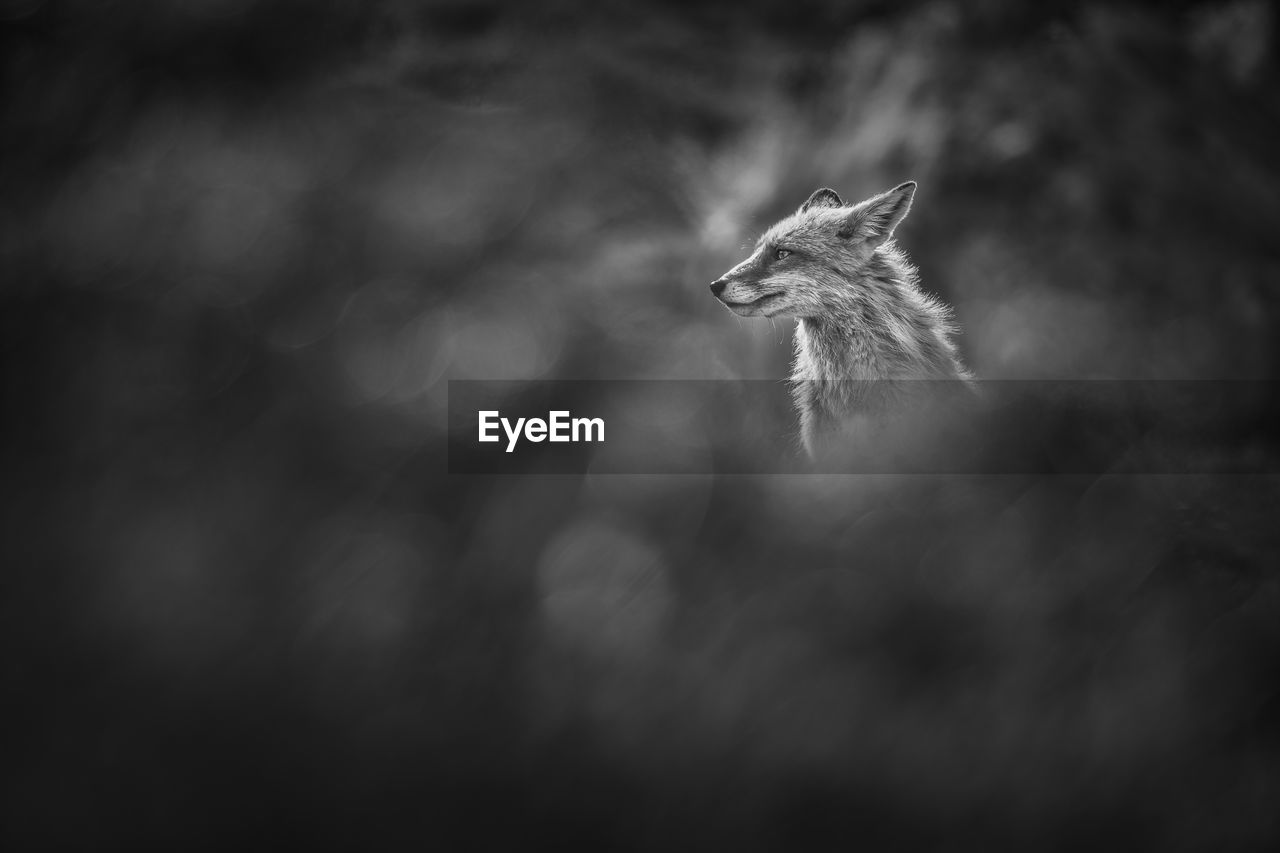 Wild fox with blurry foreground in black and white photography.