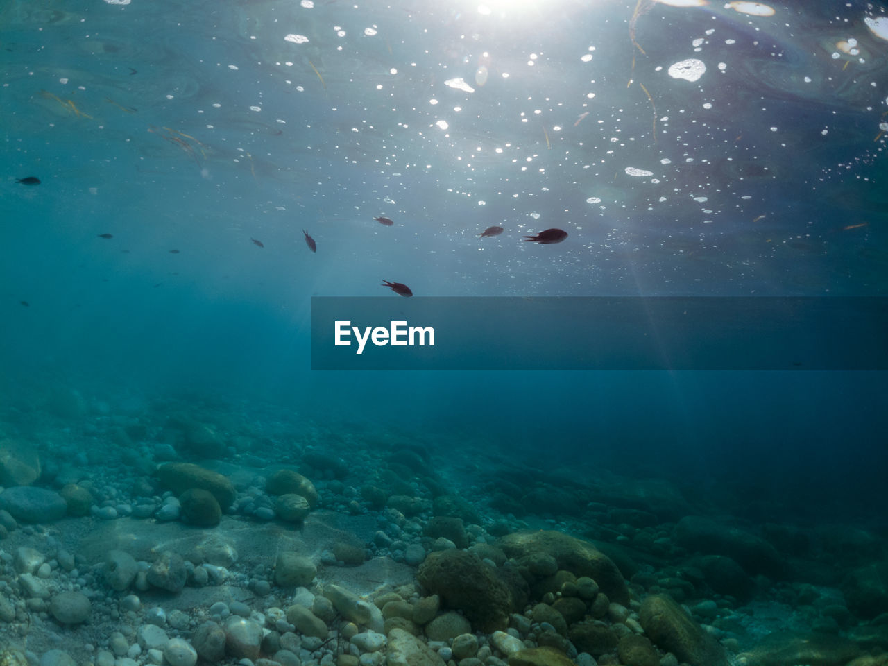 View of fishes underwater