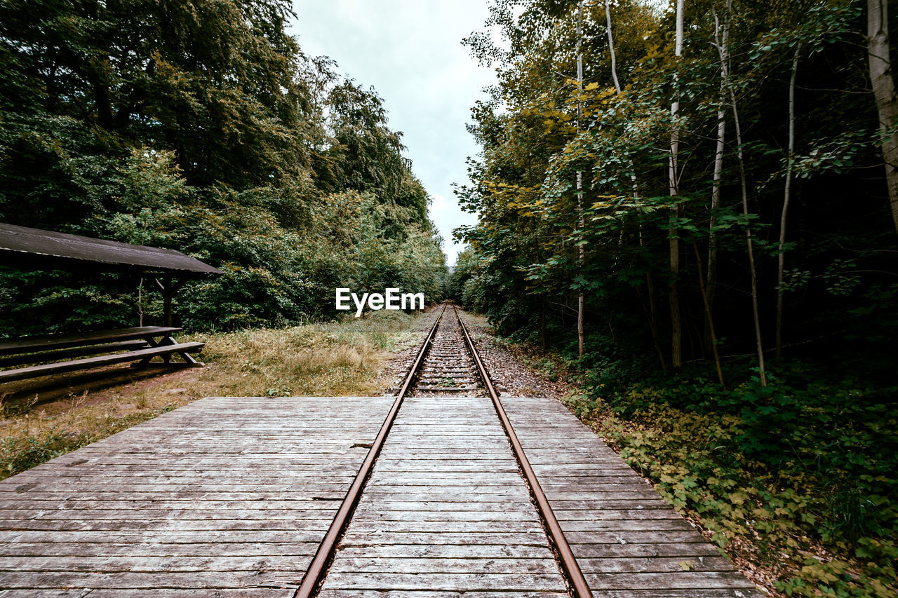 Railroad track amidst trees