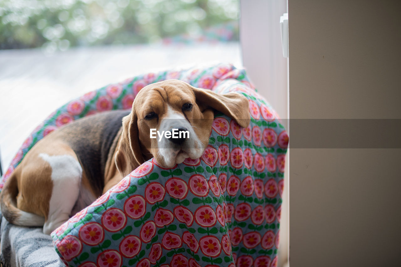 Portrait of dog beagle resting at home