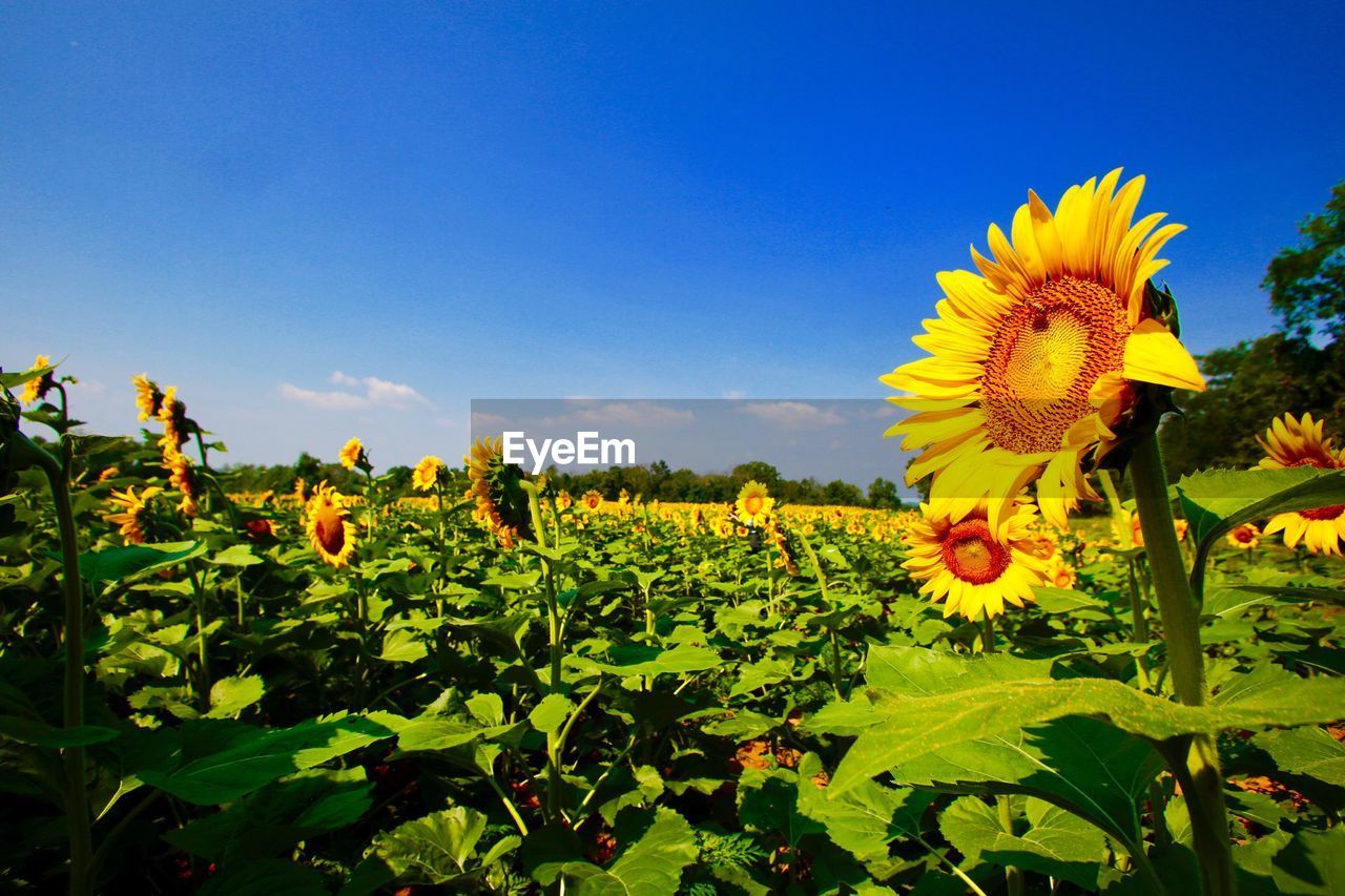 Close-up of sunflowers blooming on field against sky