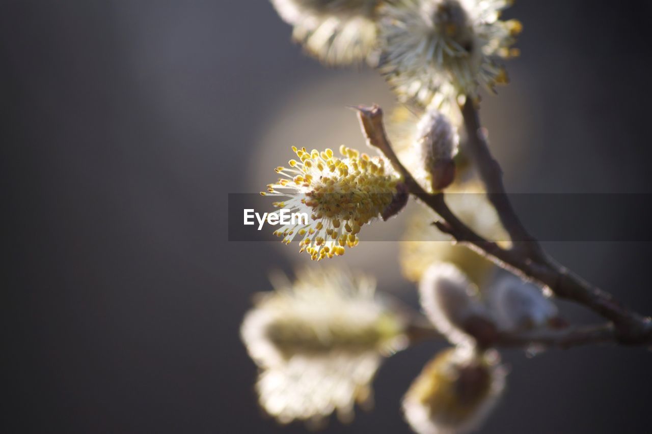 CLOSE-UP OF YELLOW FLOWERS