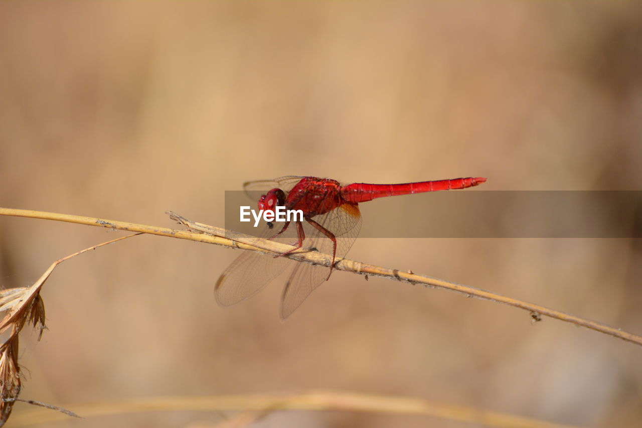 CLOSE-UP OF RED INSECT ON LEAF