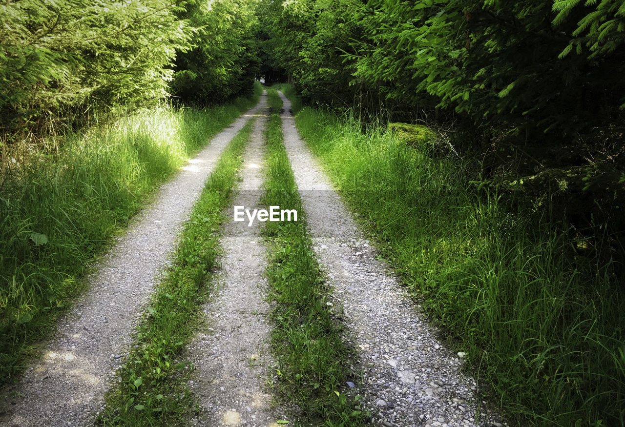 Road amidst trees on landscape