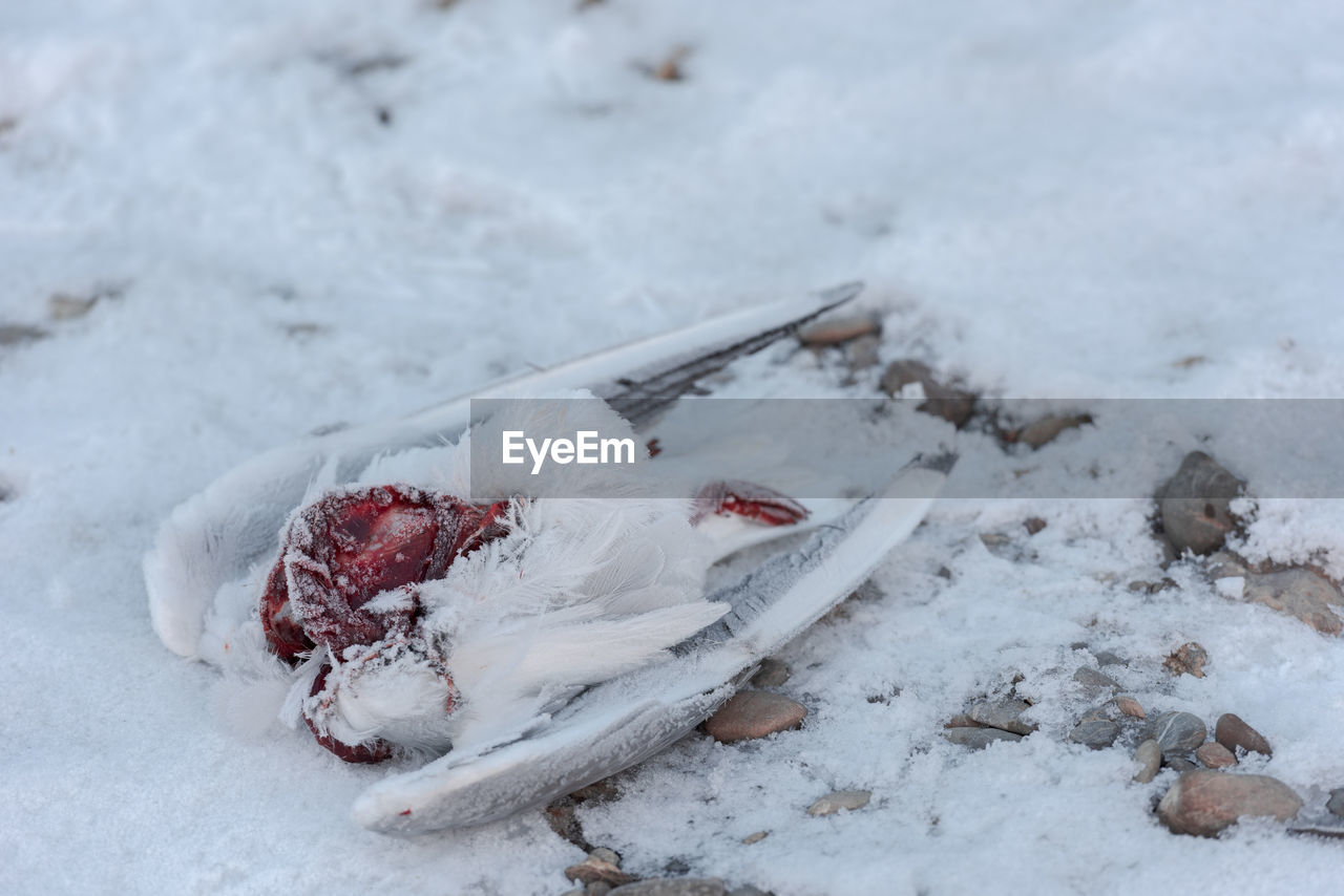 HIGH ANGLE VIEW OF SNOW COVERED LAND ON FIELD