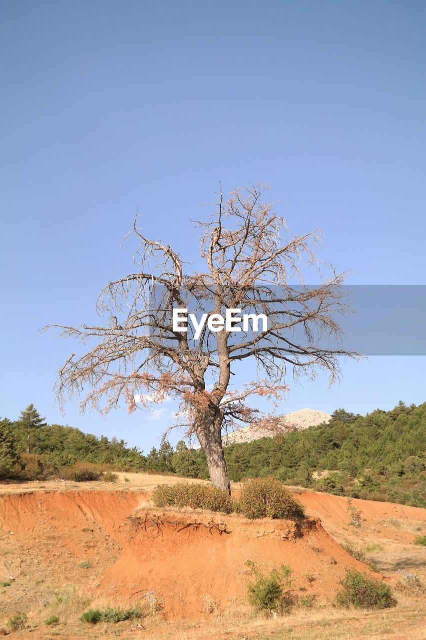 Bare tree on countryside landscape