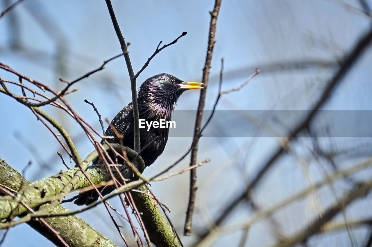LOW ANGLE VIEW OF BIRD PERCHING ON TREE