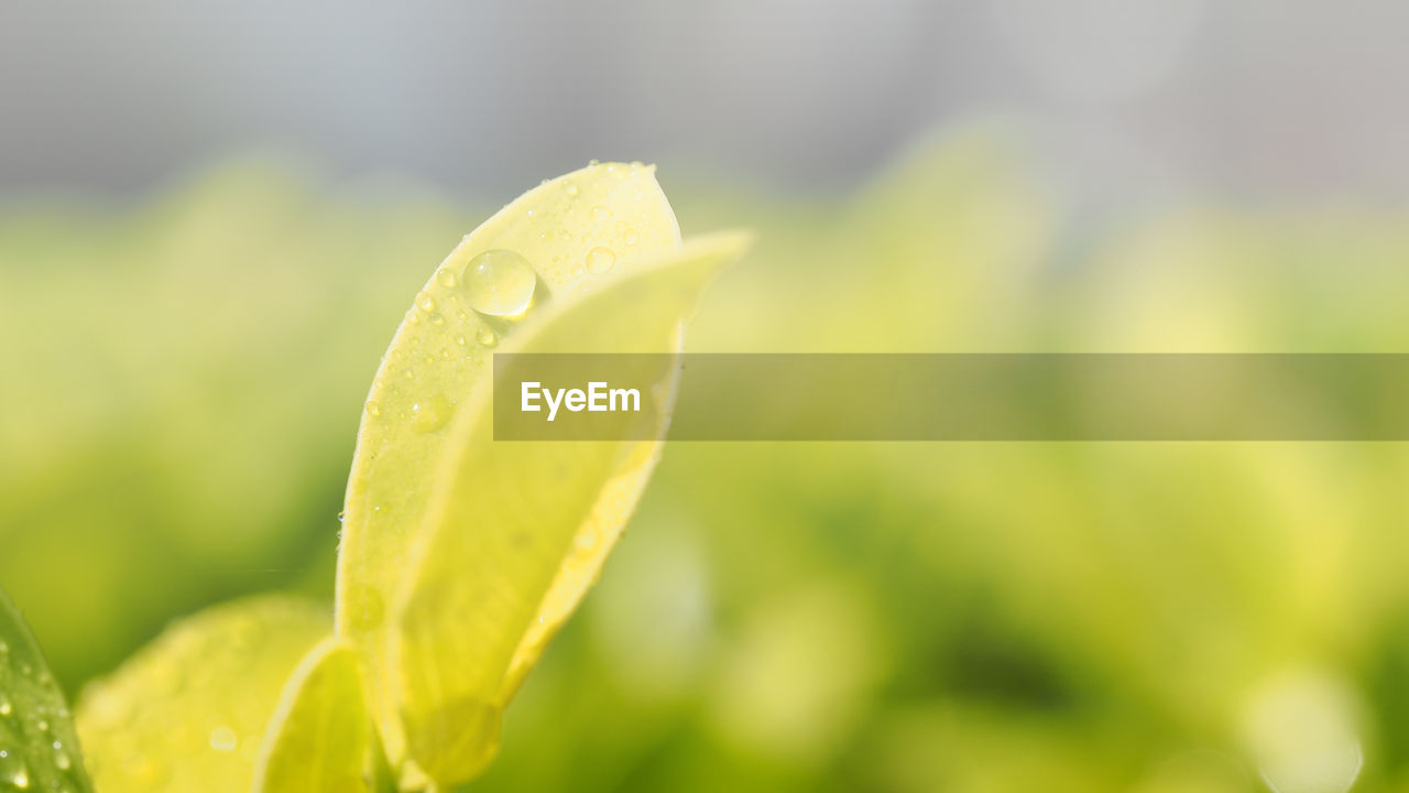 CLOSE-UP OF WATER DROPS ON LEAF