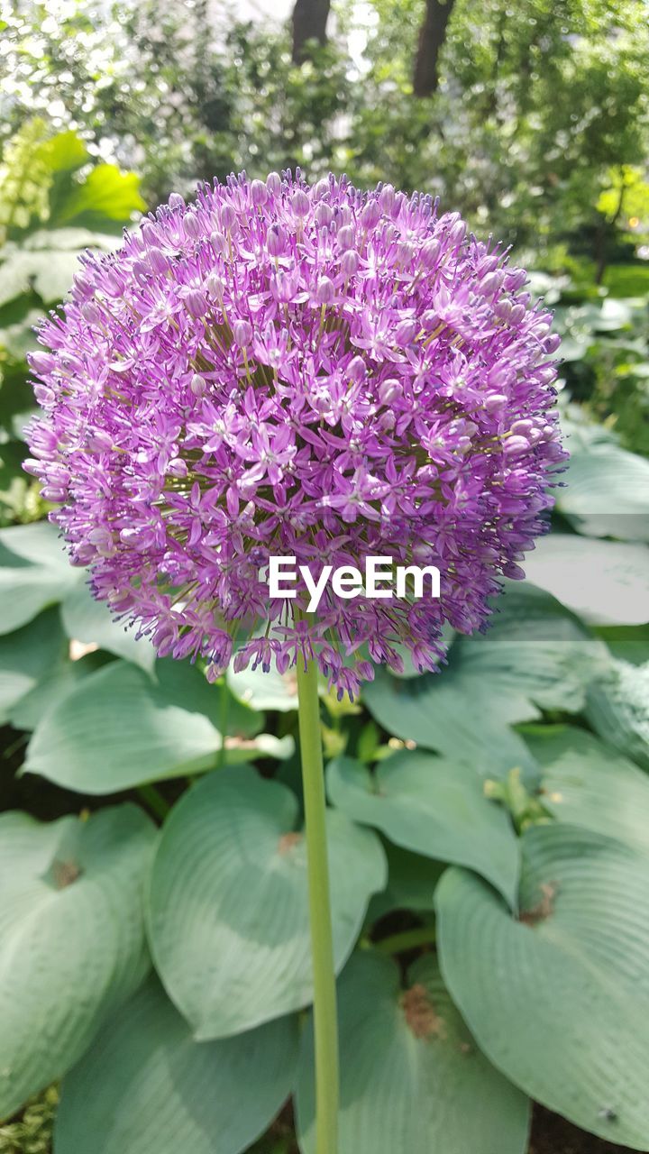 PURPLE FLOWERS BLOOMING OUTDOORS