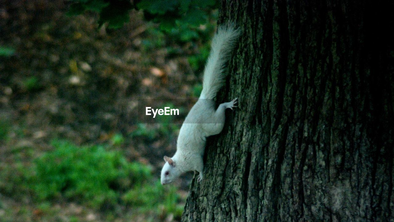 CLOSE-UP OF SQUIRREL