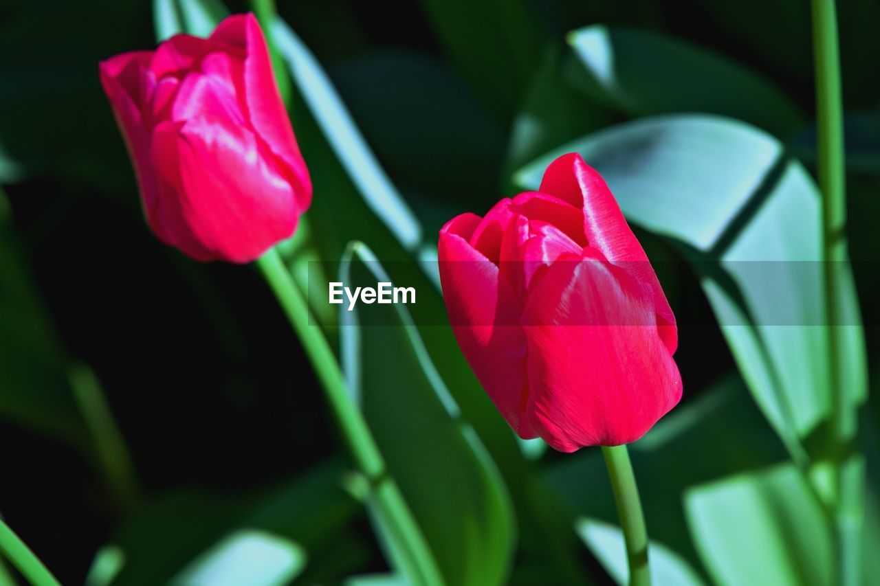 CLOSE-UP OF RED TULIPS