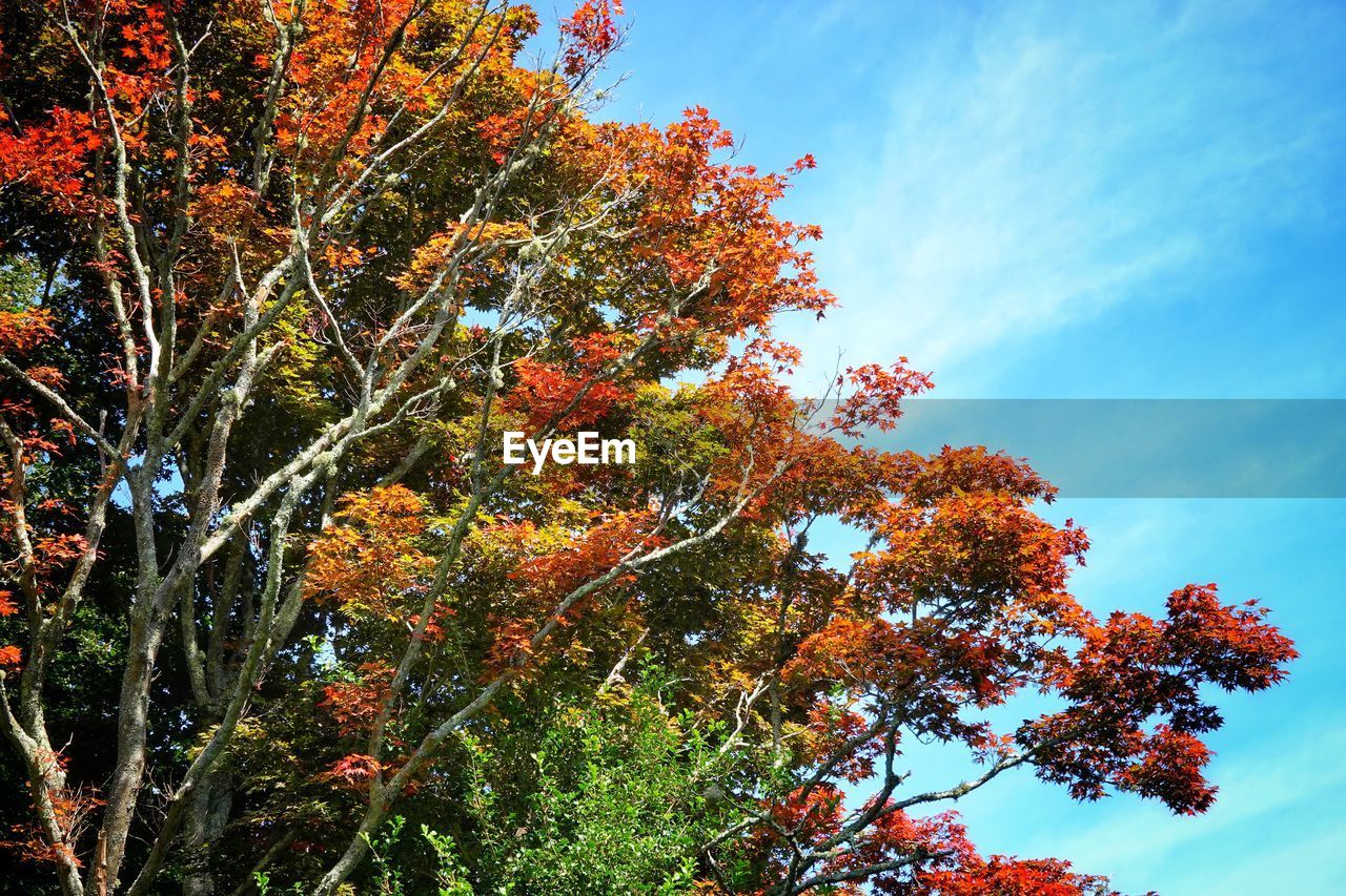 Low angle view of autumnal trees against sky