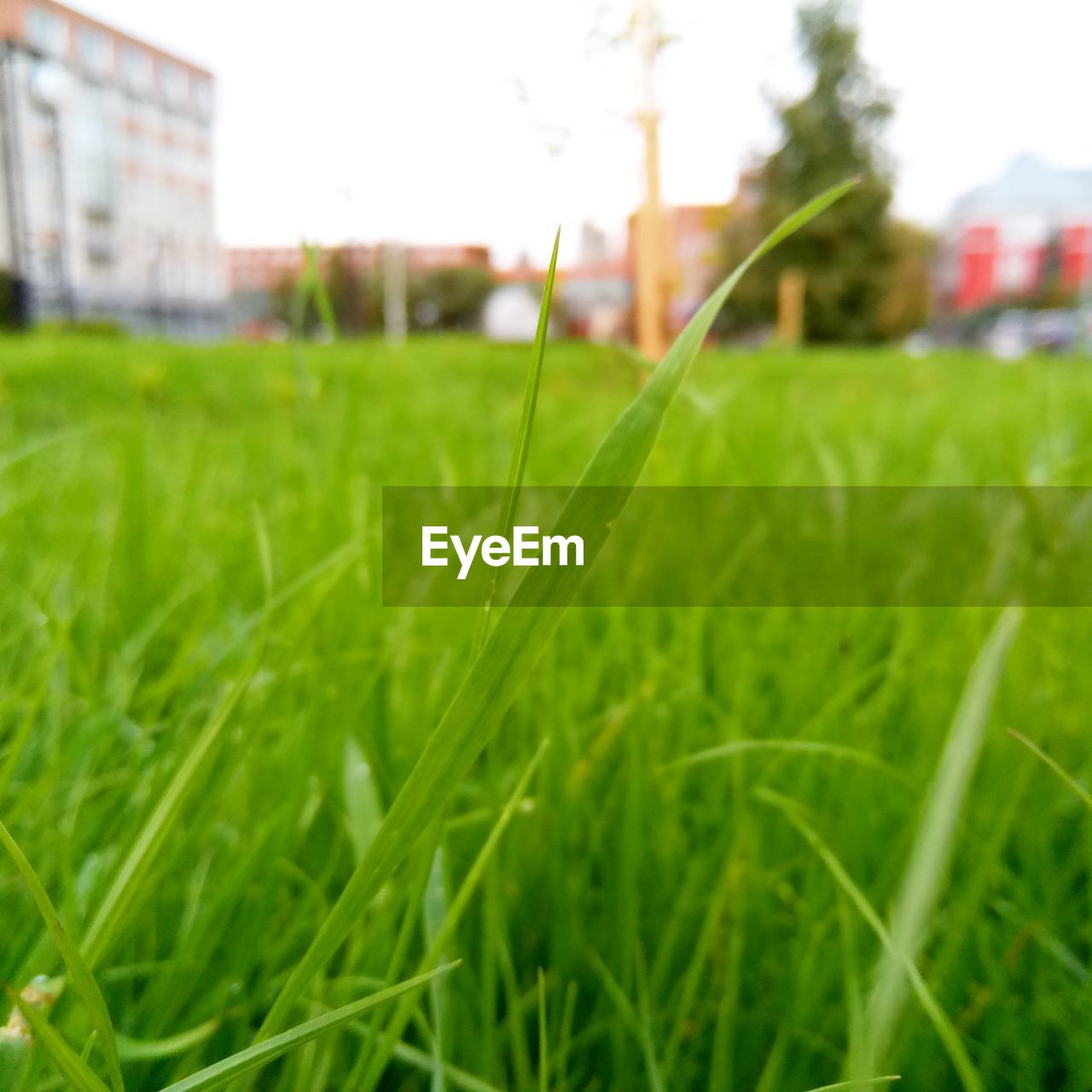 CLOSE-UP OF GREEN GRASS GROWING ON GRASSY FIELD AGAINST HOUSES