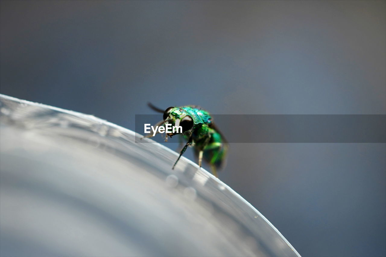 Emerald jewel wasp in nature