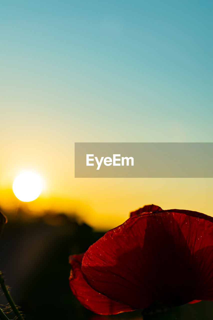 CLOSE-UP OF ORANGE FLOWER AGAINST SUNSET