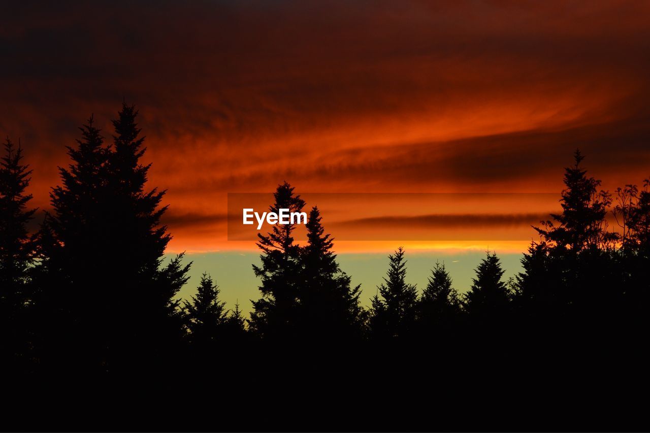 Silhouette of trees against sky at sunset