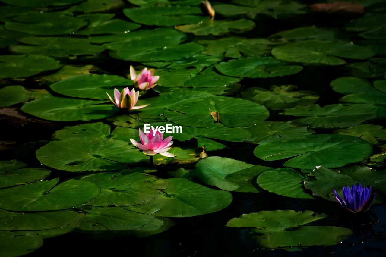 WATER LILY IN POND