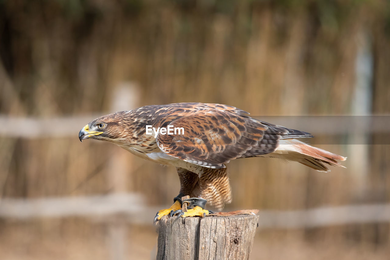 animal themes, animal, animal wildlife, bird, wildlife, one animal, wood, bird of prey, beak, focus on foreground, nature, animal body part, no people, post, outdoors, wooden post, falcon, side view, fence, hawk, close-up, day, full length, perching