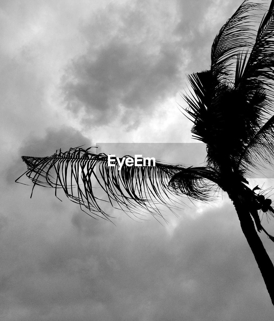 LOW ANGLE VIEW OF SILHOUETTE COCONUT PALM TREE AGAINST SKY