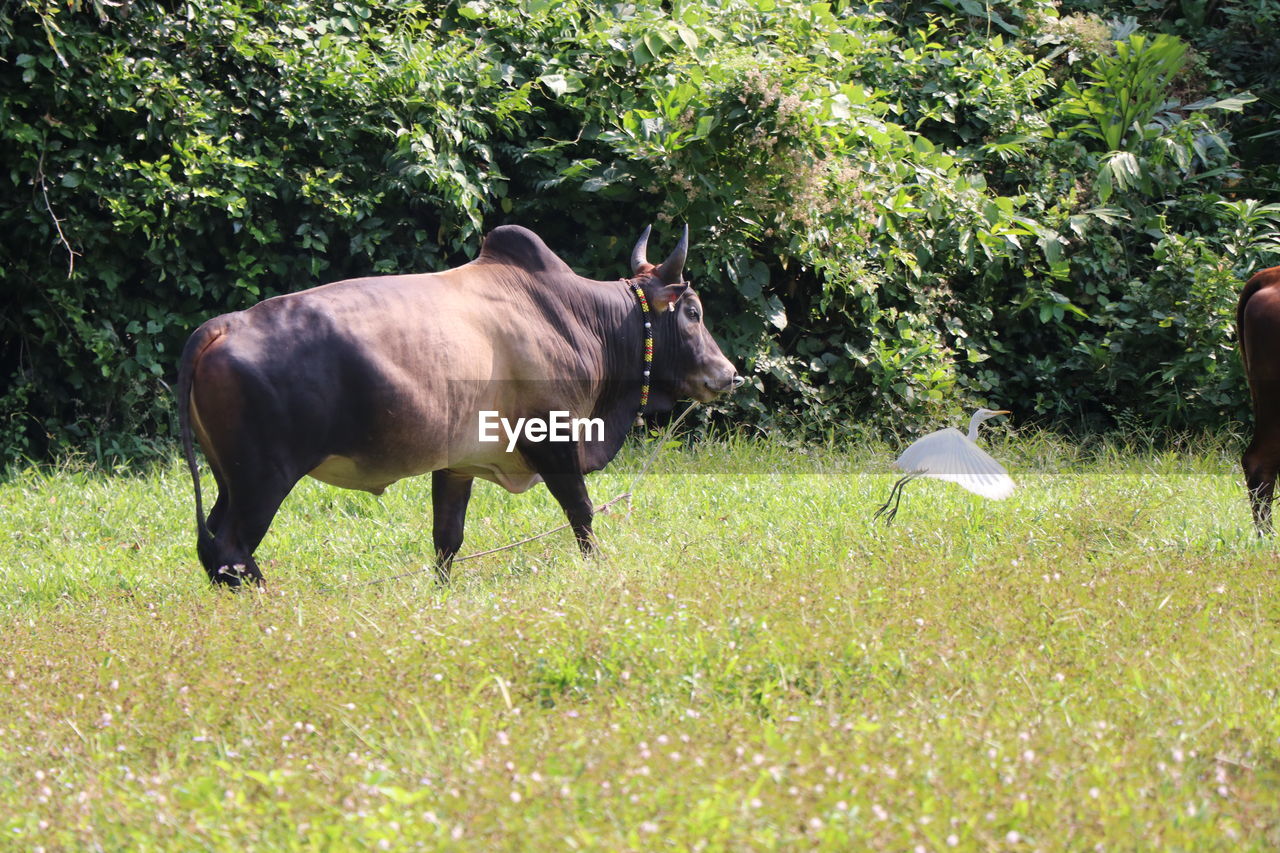 HORSE STANDING IN FIELD