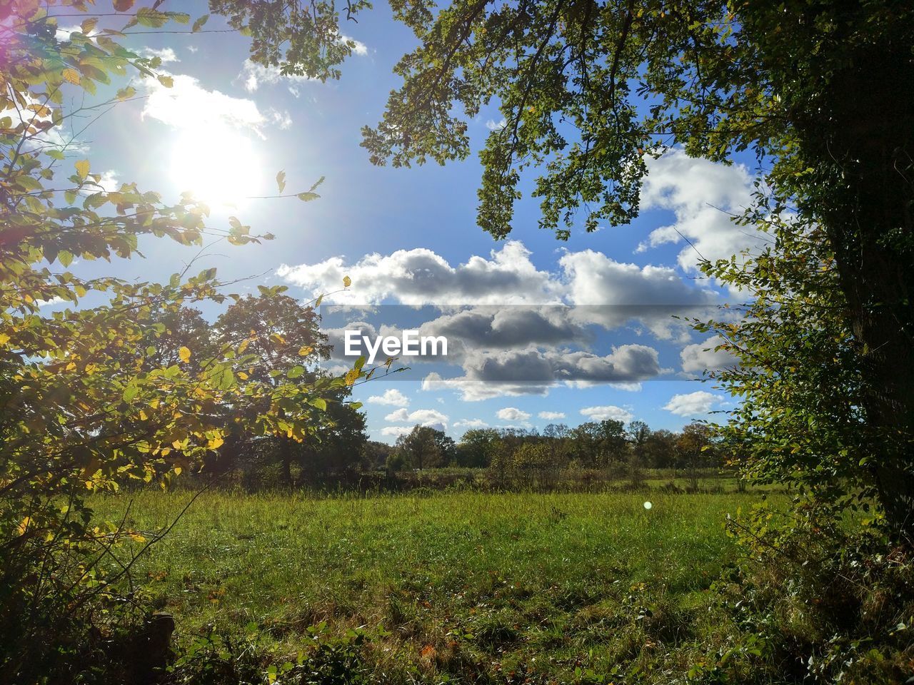 SCENIC VIEW OF TREES ON FIELD AGAINST SKY