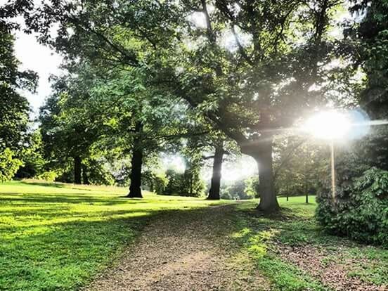 SUN SHINING THROUGH TREES ON LANDSCAPE