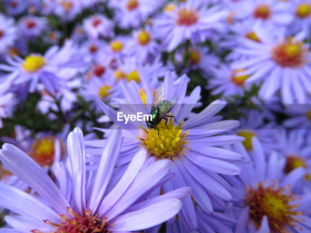 flower, flowering plant, plant, beauty in nature, freshness, fragility, animal themes, animal, insect, close-up, petal, animal wildlife, growth, flower head, wildlife, purple, nature, one animal, aster, no people, pollen, macro photography, inflorescence, bee, focus on foreground, pollination, blossom, springtime, outdoors, day, selective focus, botany, daisy, wildflower, macro