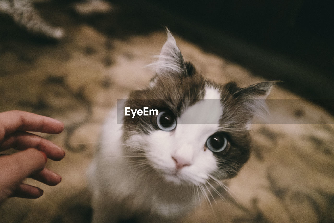 Cropped hand of person by cat