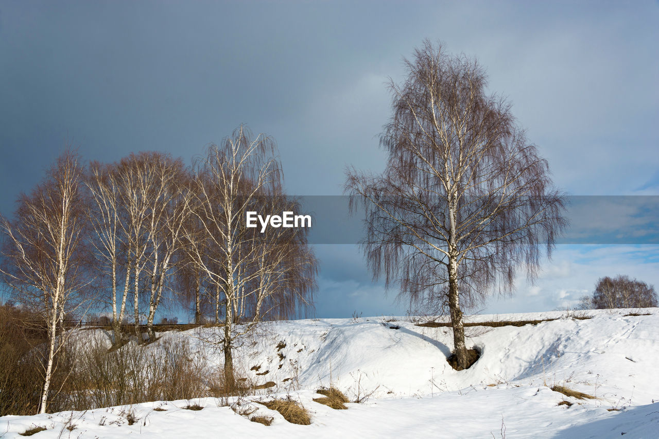 Bare trees on snow covered land against sky