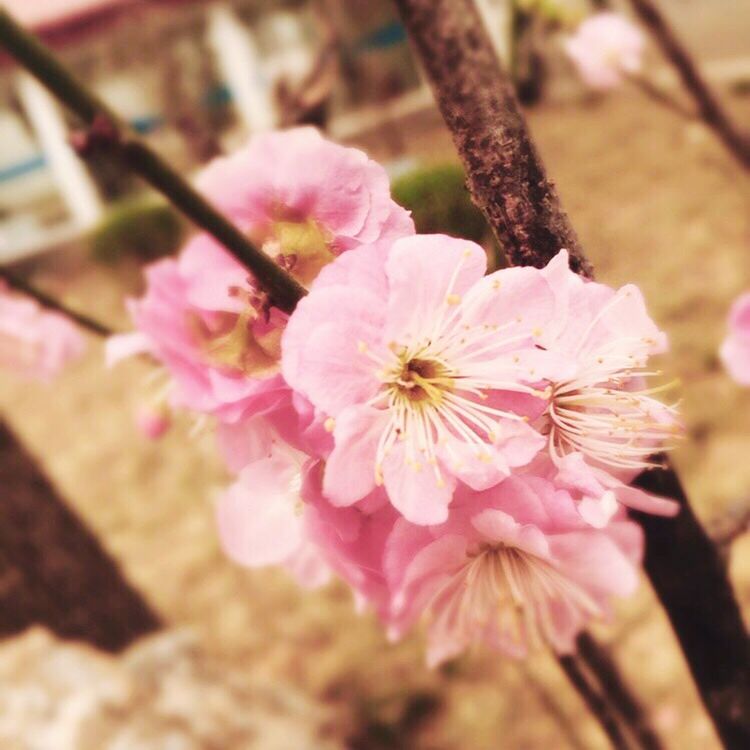 CLOSE-UP OF PINK FLOWERS BLOOMING IN PARK