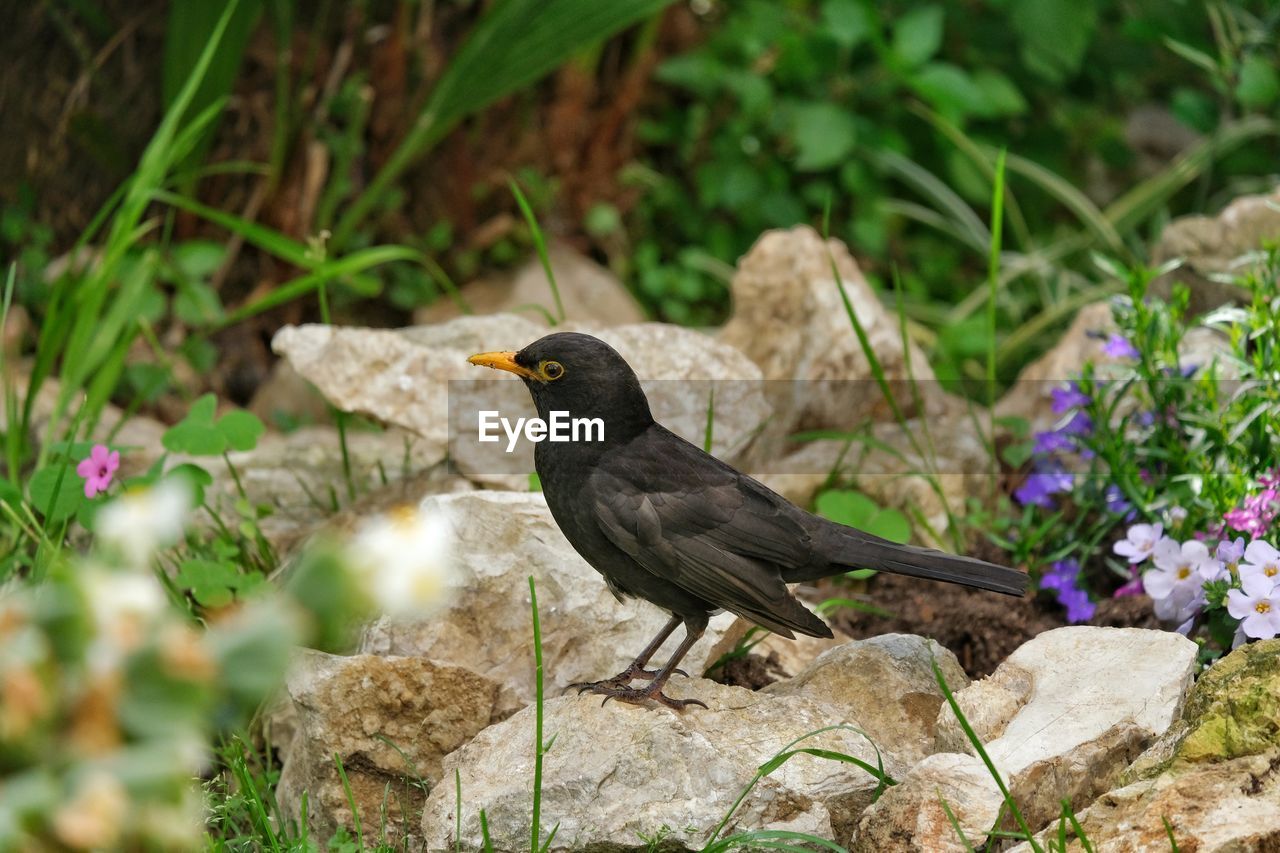 Bird perching on rock